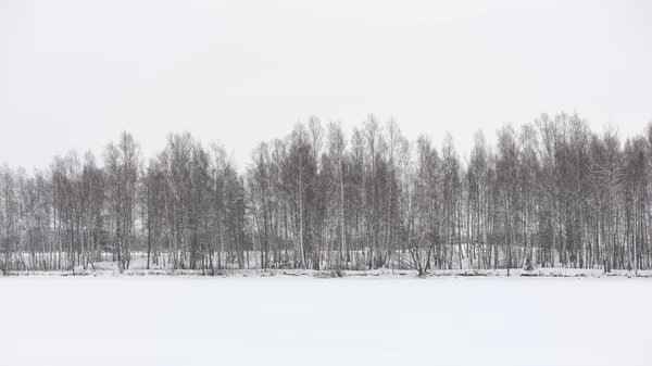 Foresta invernale innevata con alberi innevati — Foto Stock