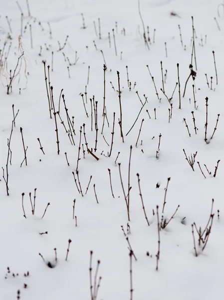 冷冻的抽象树枝和草 — 图库照片
