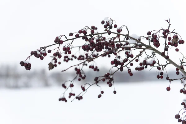 Branches d'arbres abstraites congelées et herbe — Photo