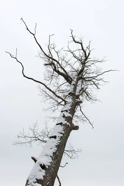 木々 の美しい雪の冬風景 — ストック写真