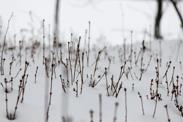 Zmrazené abstraktní větví a trávy — Stock fotografie