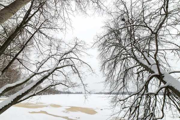 Verschneiter Winterwald mit schneebedeckten Bäumen — Stockfoto