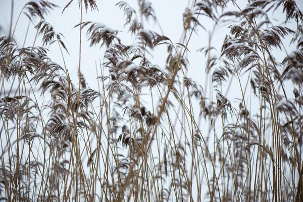 Frozen abstract tree branches and grass — Stock Photo, Image