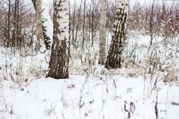 Bonita paisagem de inverno nevado com árvores — Fotografia de Stock