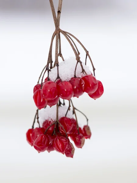 Red berries in the snow with frost — Stock Photo, Image