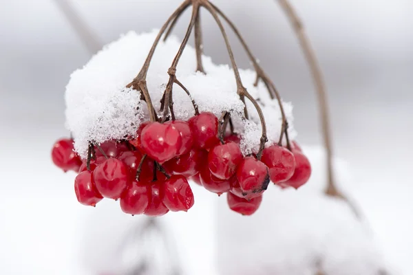 Baies rouges dans la neige avec givre — Photo