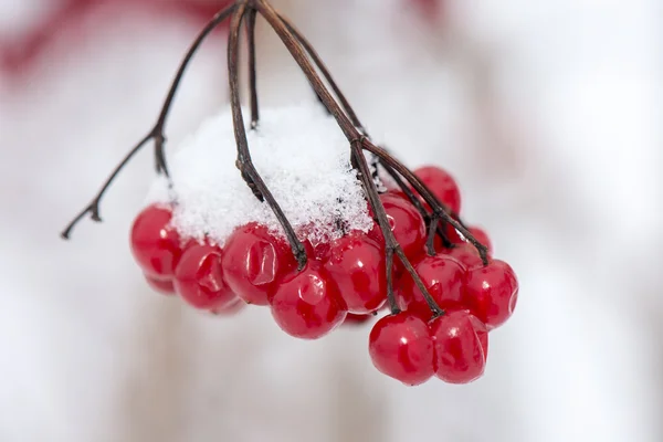 Baies rouges dans la neige avec givre — Photo