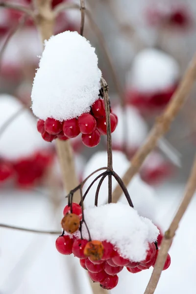 Baies rouges dans la neige avec givre — Photo