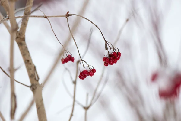 Baies rouges dans la neige avec givre — Photo