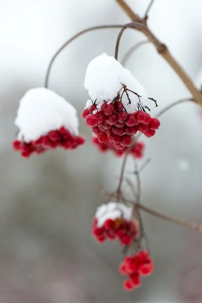 Baies rouges dans la neige avec givre — Photo