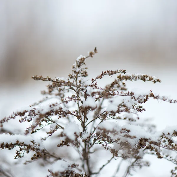 Bevroren abstracte takken en gras — Stockfoto
