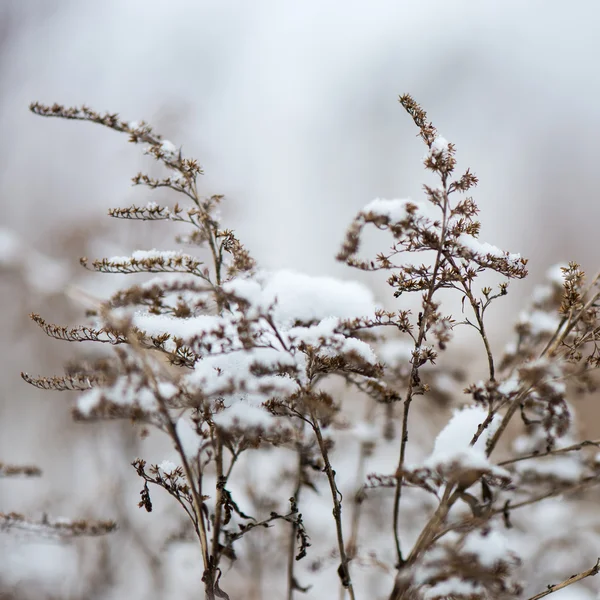 Rami d'albero astratti congelati ed erba — Foto Stock