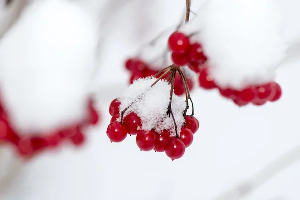 Baies rouges dans la neige avec givre — Photo