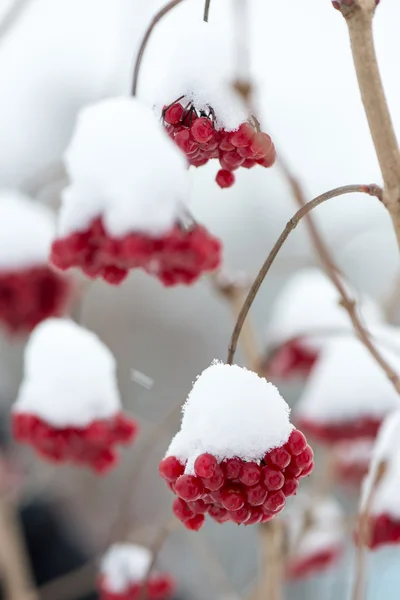 Baies rouges dans la neige avec givre — Photo