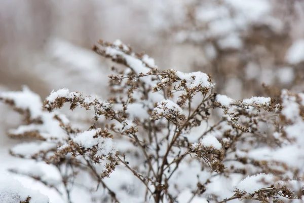 冷凍の抽象的な木の枝や草 — ストック写真