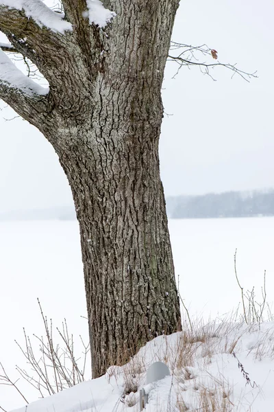 Bonita paisagem de inverno nevado com árvores — Fotografia de Stock