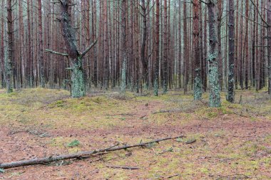 Kış çam ağacı ormanda iz