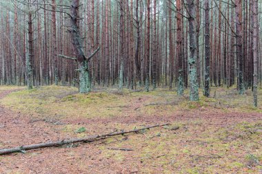 Kış çam ağacı ormanda iz
