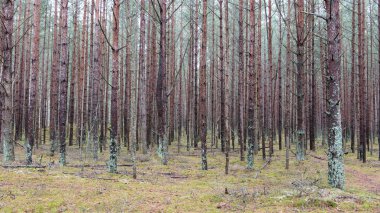 Kış çam ağacı ormanda iz