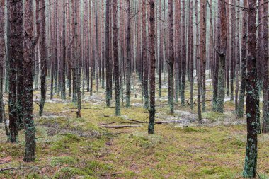 Kış çam ağacı ormanda iz