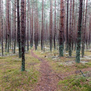 Kış çam ağacı ormanda iz