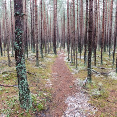 Kış çam ağacı ormanda iz