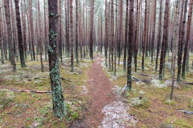 Kış çam ağacı ormanda iz