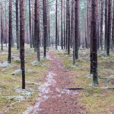 Kış çam ağacı ormanda iz
