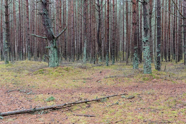 Szlak w zimowym lesie sosnowym — Zdjęcie stockowe