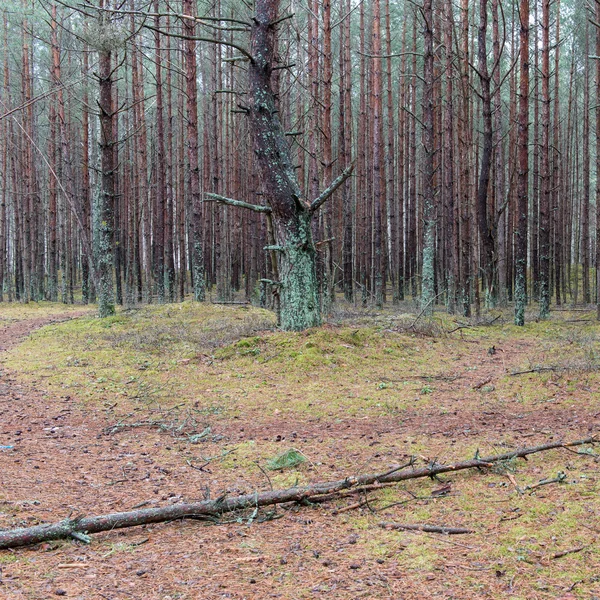 Sendero en el bosque de pinos de invierno — Foto de Stock