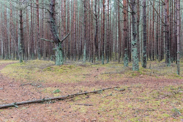 Sendero en el bosque de pinos de invierno — Foto de Stock