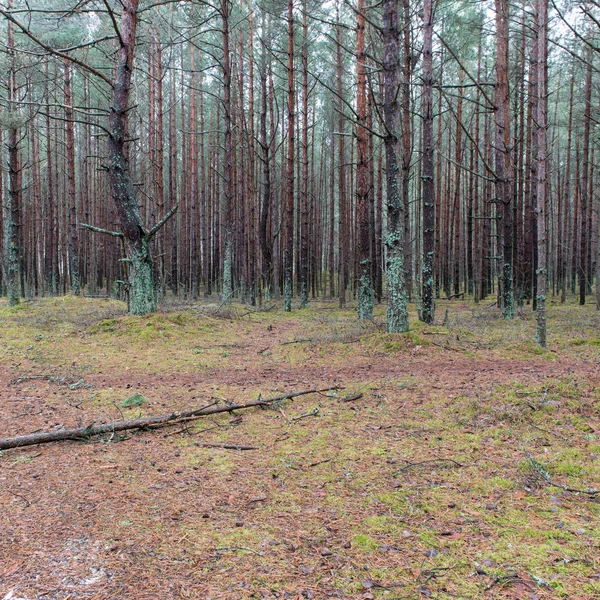 Sendero en el bosque de pinos de invierno — Foto de Stock