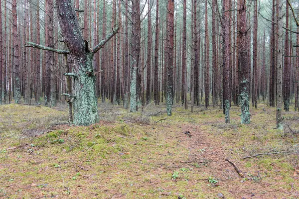 冬の松の木の森をトレイルします。 — ストック写真