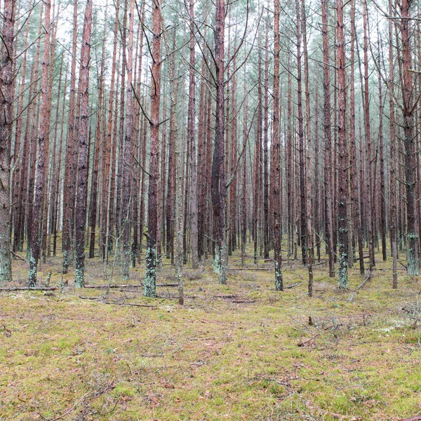 Sendero en el bosque de pinos de invierno — Foto de Stock