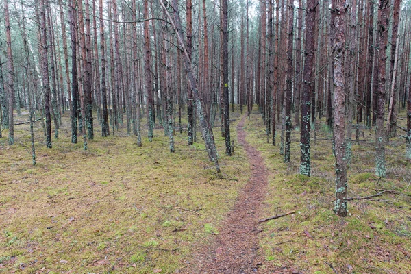 Trilha na floresta de pinheiros de inverno — Fotografia de Stock