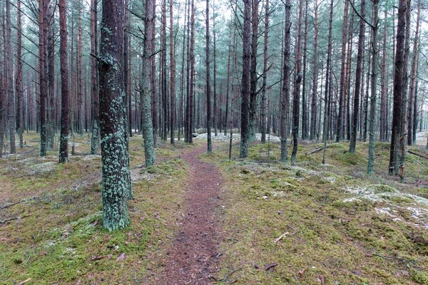 Sentier dans la forêt de pins d'hiver — Photo