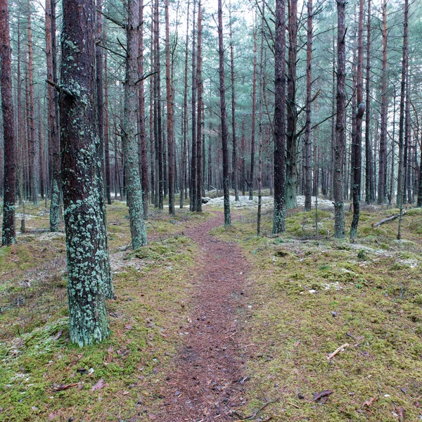 Sendero en el bosque de pinos de invierno —  Fotos de Stock