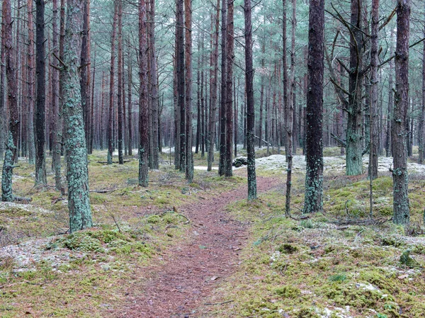 Trilha na floresta de pinheiros de inverno — Fotografia de Stock