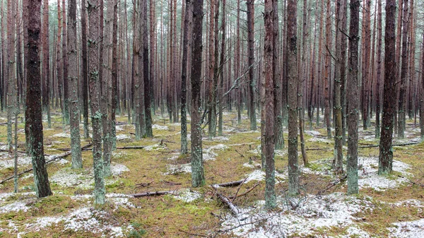 Sendero en el bosque de pinos de invierno — Foto de Stock