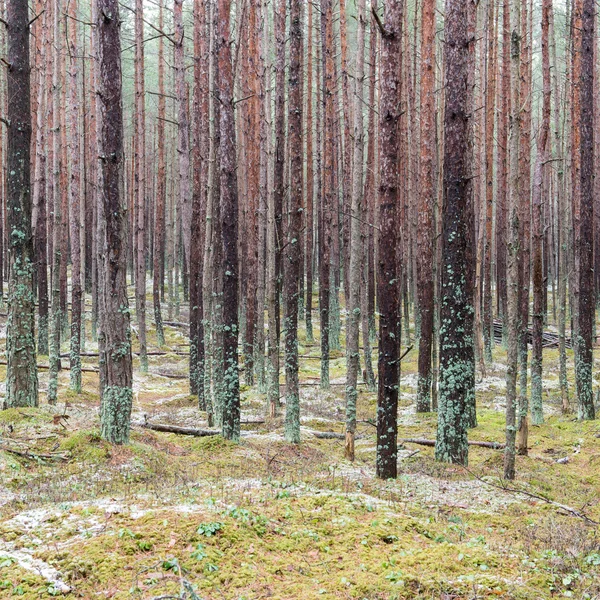 Sendero en el bosque de pinos de invierno — Foto de Stock