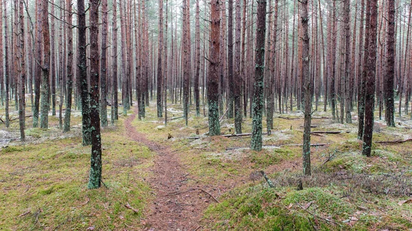 Sentier dans la forêt de pins d'hiver — Photo