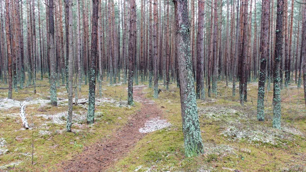 Trilha na floresta de pinheiros de inverno — Fotografia de Stock
