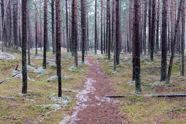 겨울 소나무 나무 숲에 흔적 — 스톡 사진