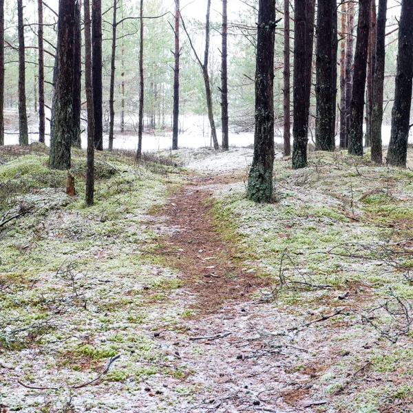 Trilha na floresta de pinheiros de inverno — Fotografia de Stock