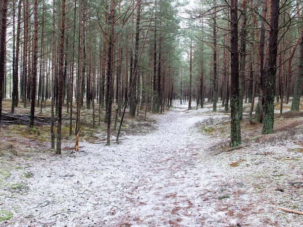 Trail in the winter pine tree forest — Stock Photo, Image