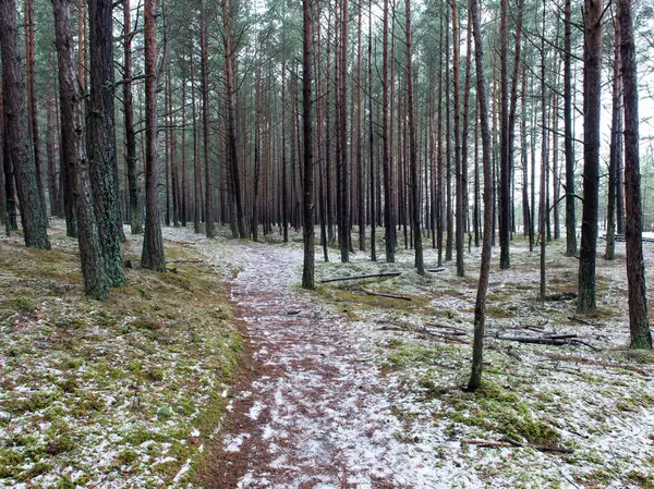 Trilha na floresta de pinheiros de inverno — Fotografia de Stock