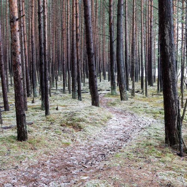 Trail i skogen vintern pine tree — Stockfoto