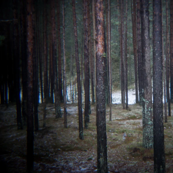 Стежка в зимовому сосновому лісі — стокове фото