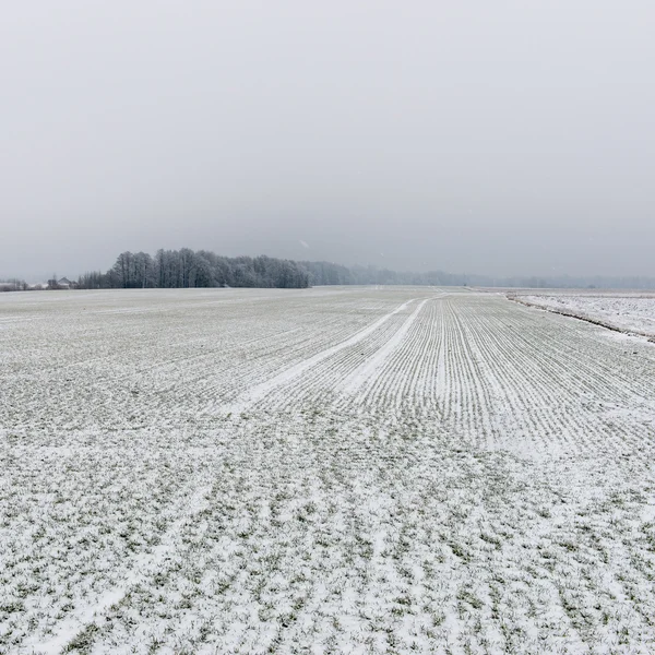 冬霧や白のフィールドと田園風景 — ストック写真