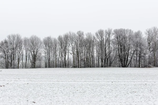 Winter rural scene with fog and white fields — Stock Photo, Image
